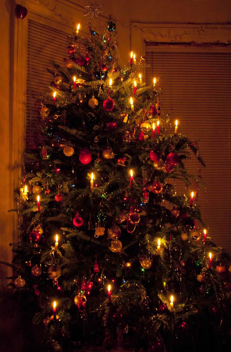 Christmas trees, real and not