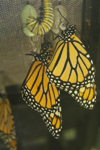  Monarch caterpillar, chrysalis and butterflies hang on the back porch of the Mathieson home in Hudson. (Photo/Maureen Mathieson)