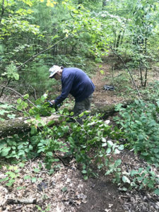 Kimball “Kim” Simpson of Westborough, a volunteer of the Sudbury Valley Trustees, uses a chainsaw to remove a fallen tree blocking a trail at Walkup and Robinson Memorial Reservation.