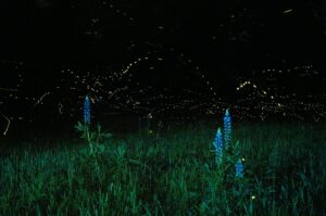 Summer insects like fireflies can be magical.  "Lupines and Fireflies" photo by Mike Lewinski/Creative Commons