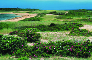 A sweeping view of Cape Poge Wildlife Refuge on Chappaquiddick Island. Photo/Richard Cheek