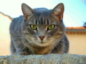 Cat photo by Clive Wright CC-BY-NC-ND-2.0