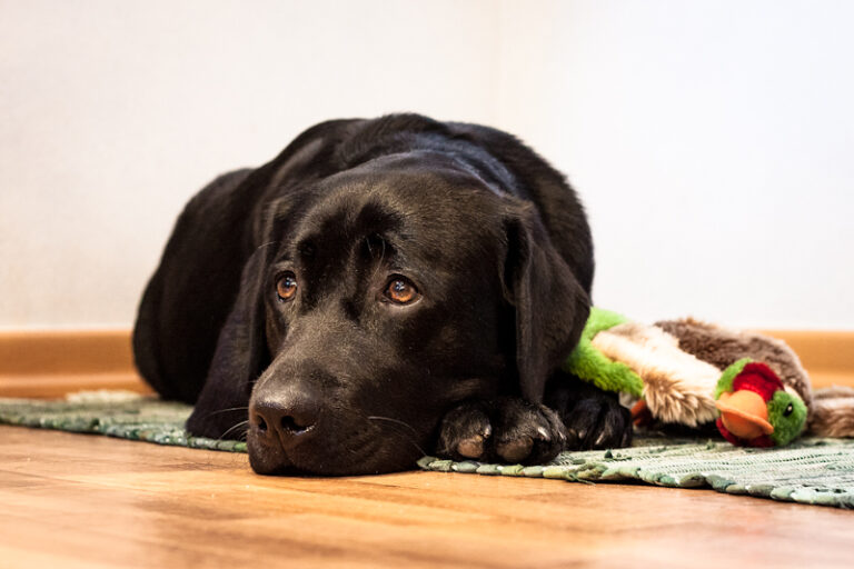 Estate planning for pets ensures your wishes are honored