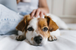 Pets improve our lives. A medical study concluded that having a dog or cat lowers the risk of heart disease and overall stress when performing simple tasks for older adults. Photo/EVA