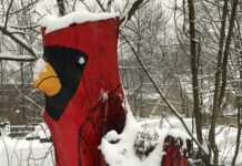 Carl the Cardinal stands shrouded in snow. Photo/Submitted