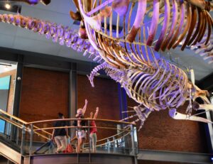 The New Bedford Whaling Museum is one of the city’s top attractions. Photo/Courtesy of New Bedford Whaling Museum