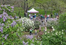 This year’s Lilac Sunday at the Arnold Arboretum is celebrating 150 years of the garden’s existence and 112 Lilac Sundays. Photo/Courtesy Jon Hetman, Arnold Arboretum of Harvard University