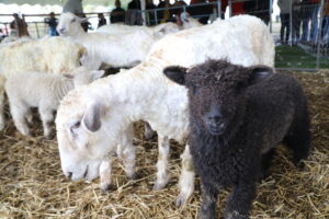  The Sheep Shearing Festival at Gore Place in Waltham in early spring features dog herding demonstrations, traditional sheep shearing techniques, local artisan booths, music, and food vendors. Photo/Courtesy Eric Workman, TMP Images