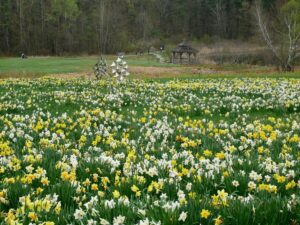 Tower Hill's sprawling daffodil field is a popular early spring destination. Photo/Leslee_atFlickr/(CC BY-NC-ND 4.0)