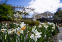 Thousands of flowering bulbs are one of the signs of spring at Tower Hill Botanic Garden. Photo/Courtesy of Tower Hill Botanic Garden