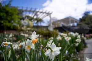 Thousands of flowering bulbs are one of the signs of spring at Tower Hill Botanic Garden. Photo/Courtesy of Tower Hill Botanic Garden