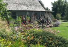The Berkshire Botanical Garden goal is to plant for pollinators and supply habitat for insects such as bumblebees and butterflies.
