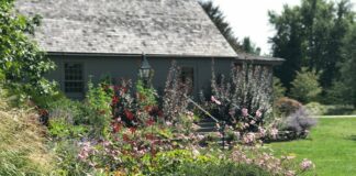 The Berkshire Botanical Garden goal is to plant for pollinators and supply habitat for insects such as bumblebees and butterflies.