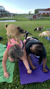 Participation from two- to three-month-old baby goats add a fun dimension to yoga classes. Photo/Sandi Barrett