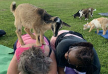 Participation from two- to three-month-old baby goats add a fun dimension to yoga classes. Photo/Sandi Barrett