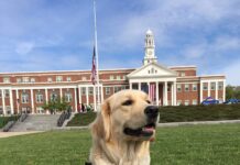 Harley, a golden retriever, was a service dog for the late Judi Smith of Norwood, who suffered from ALS. Photo/Submitted