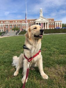 Harley, a golden retriever, was a service dog for the late Judi Smith of Norwood, who suffered from ALS. Photo/Submitted