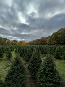 Cutting your own Christmas tree at a place like Taproot Tree Farm in Stow, pictured here, can turn holiday preparations into a fun family outdoor adventure.Photo/Submitted
