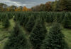 Cutting your own Christmas tree at a place like Taproot Tree Farm in Stow, pictured here, can turn holiday preparations into a fun family outdoor adventure. Photo/Submitted