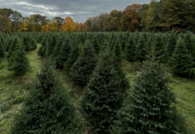 Cutting your own Christmas tree at a place like Taproot Tree Farm in Stow, pictured here, can turn holiday preparations into a fun family outdoor adventure. Photo/Submitted