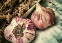 Garlic has been used for centuries medicinally and is extensively incorporated in cooking throughout the world.