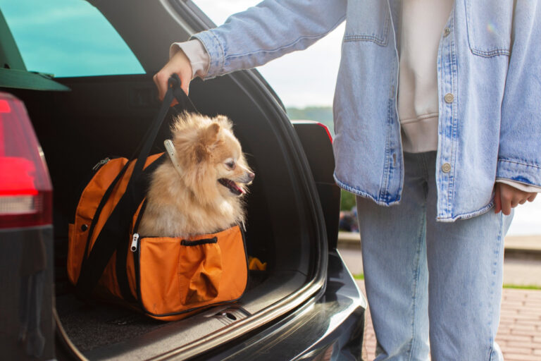 Traveling with cats and dogs is a growing trend