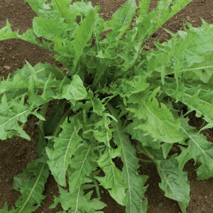 Liven up your garden with unique fruits and veggies like dandelion greens.