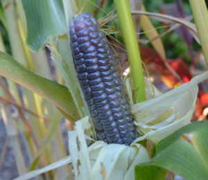 Liven up your garden with unique fruits and veggies like blue jade corn.