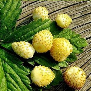 Liven up your garden with unique fruits and veggies like Heirloom PIneapple Alpine strawberry.
