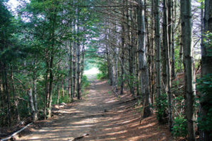 One of the trails at the Northborough Senior Center weaves through woods. The AARP recently awarded the town a grant for benches at the future ADA-accessible trail. (Photo/Laura Hayes)