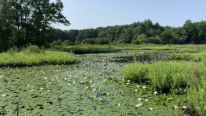 A half-mile nature trail at Patriot Place meanders through a seven-acre bog with educational signs explaining the history of the bog and its ecosystem.Photo/Sandi Barrett