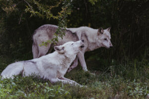Linnea and Argus, two of the resident wolves at Wolf Hollow wolf sanctuary in Ipswich.Photo/Ellora Sen-Gupta - courtesy of Wolf Hollow