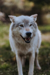 Akela, a six-year-old wolf, at Wolf Hollow wolf sanctuary in Ipswich.Photo/Ellora Sen-Gupta - courtesy of Wolf Hollow