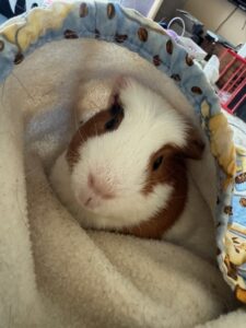 Guinea pig Hermie nestled in a blanket, representing pet loss and grief support in Westborough, MA.