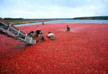 Cranberry scare tanked Thanksgiving sales in 1959 A government warning about possible herbicide contamination decimated the cranberry industry in 1959, right before Thanksgiving.