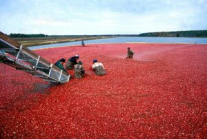 Cranberry bog harvest in Massachusetts, illustrating the 1959 cranberry scare and its impact.