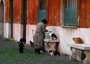 While “cat ladies” like the one pictured here are sometimes stereotyped as loners with mental health issues, by several accounts Lowell’s Shirley Martin is described as a kind widow who was friendly with some people but mostly kept to herself.