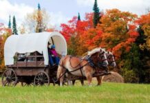 Experiencing fall foliage in a whole new way