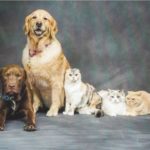 (l to r) Bosco, Cassie, Lynsey Lu, Toots Sweet Caroline, and MacKenzie Connor Photo/submitted 