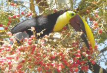 Costa Rica, a diversity of wildlife, landscapes