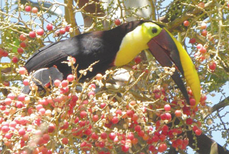 Costa Rica, a diversity of wildlife, landscapes