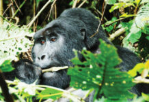 Uganda offers a different kind of life