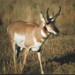 Antelope in Glacier National Park 