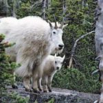 Mountain goats in Glacier National Park 