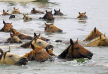 Chincoteague, where the ponies roam free